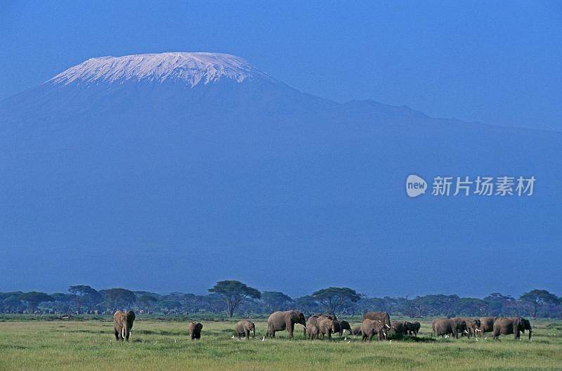 非洲象，非洲象，坦桑尼亚乞力马扎罗山附近的兽群