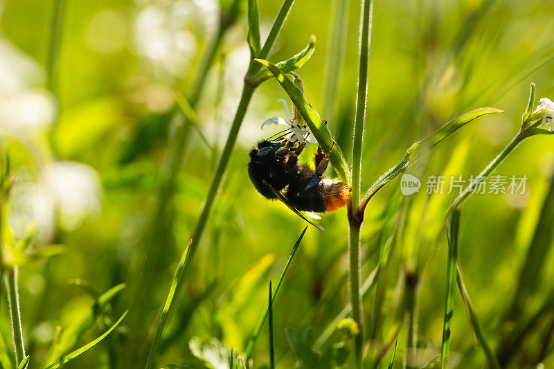 一只毛茸茸的大黄蜂在一朵开着的白色小花上嗡嗡叫着