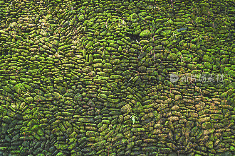 绿岩垂直花园苔藓纹理自然背景