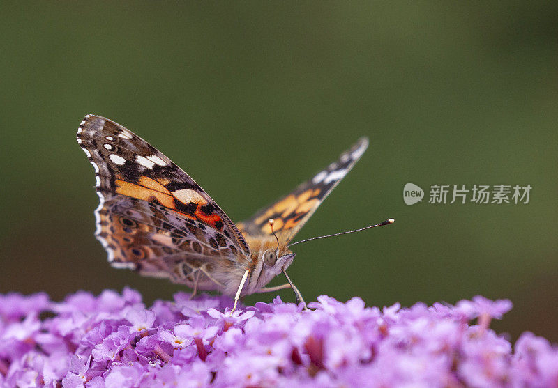 一只彩绘女蝴蝶(凡妮莎卡杜伊)正在从一株粉红色的水仙花中吸食花蜜。