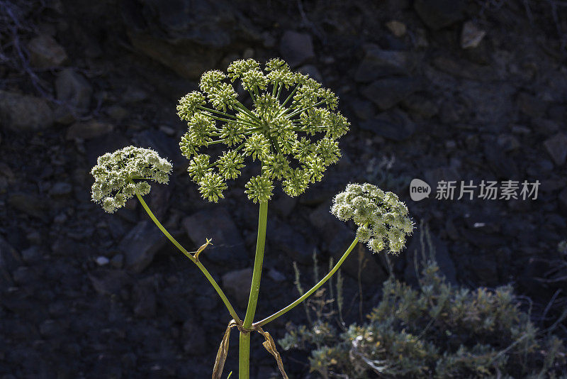 山梨碱草，当归，古狐尾酮森林;古狐尾松林;加州;阴阳国家森林;白色的山。伞形科。