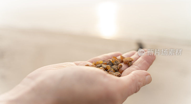 女人手里拿着在波罗的海海边采摘的小琥珀。特写照片。