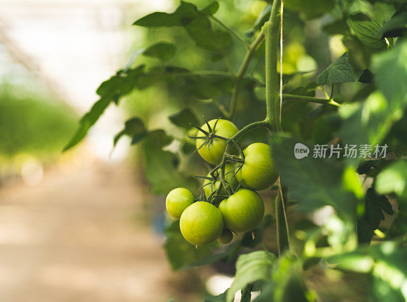 在阳光充足的温室里种植西红柿