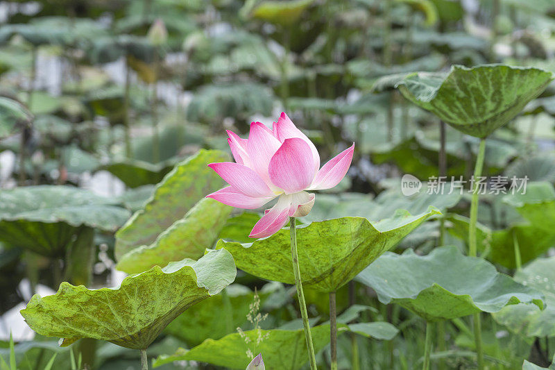 美丽的荷花在池塘的叶子周围的特写