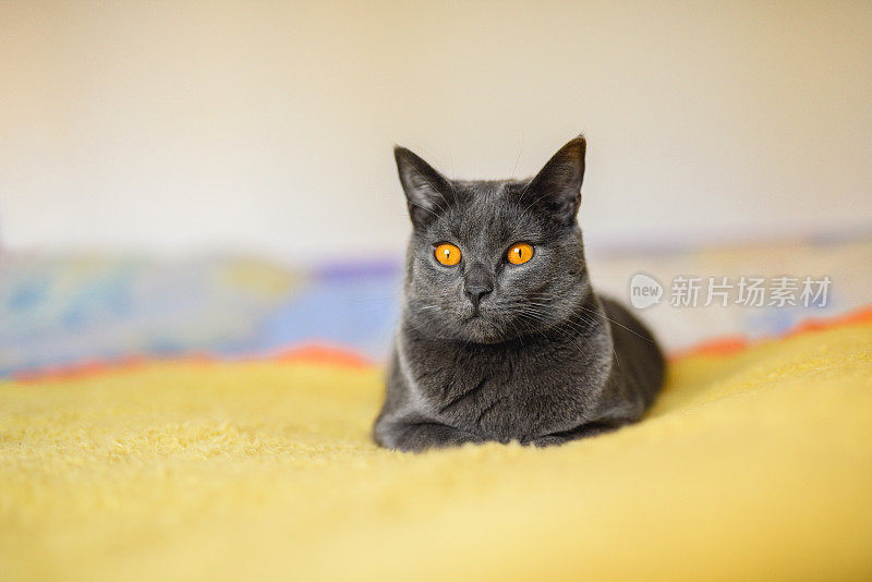一只一岁大的猫在黄色的毯子上