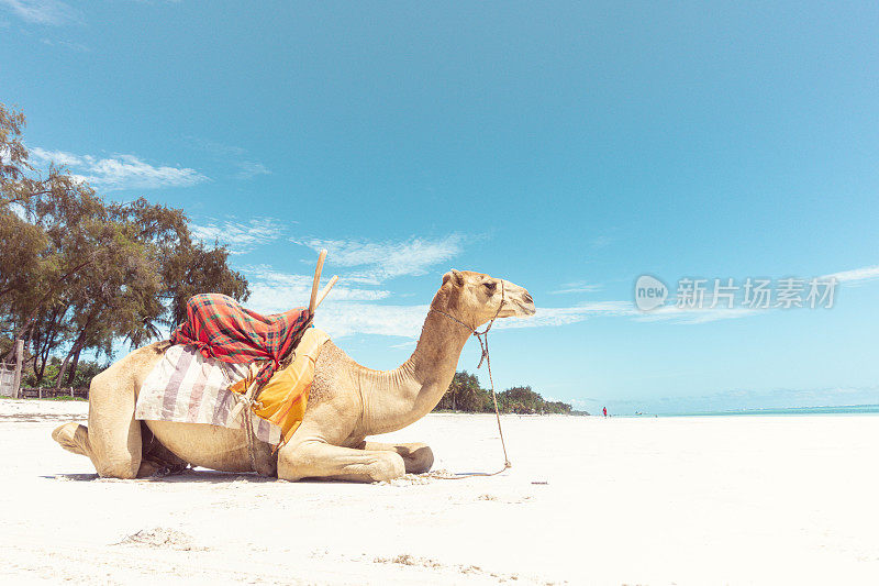骆驼在迪亚尼海滩