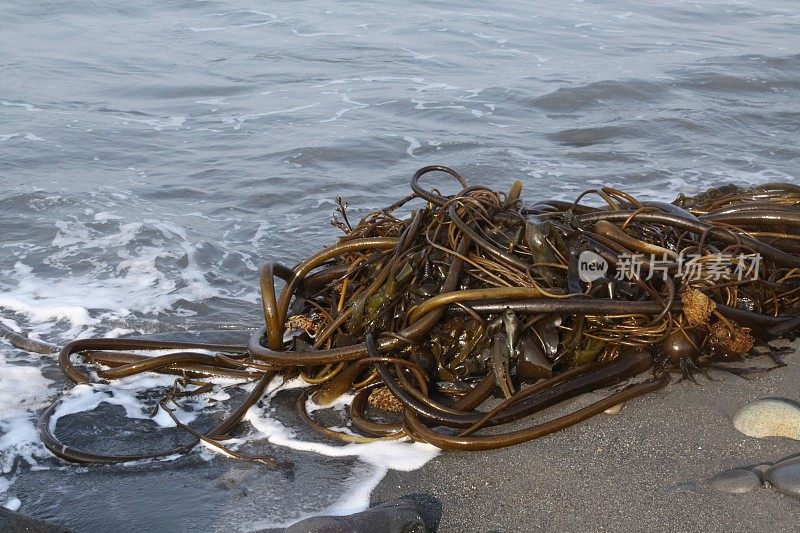 一堆海滩海藻