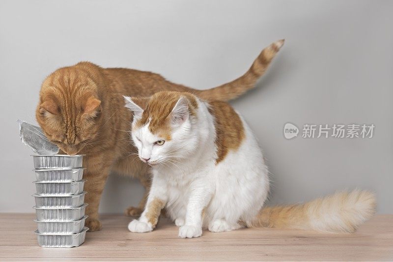 饥饿的猫从成堆的湿猫粮罐里偷食物。