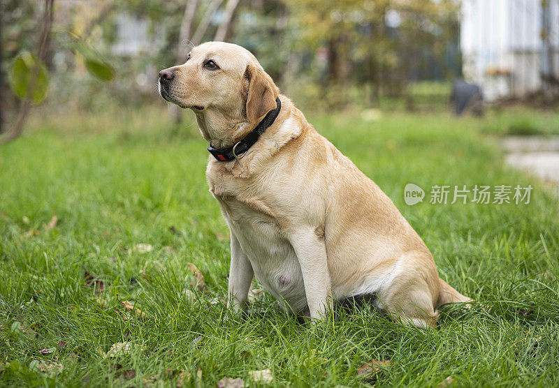 怀孕的狗户外