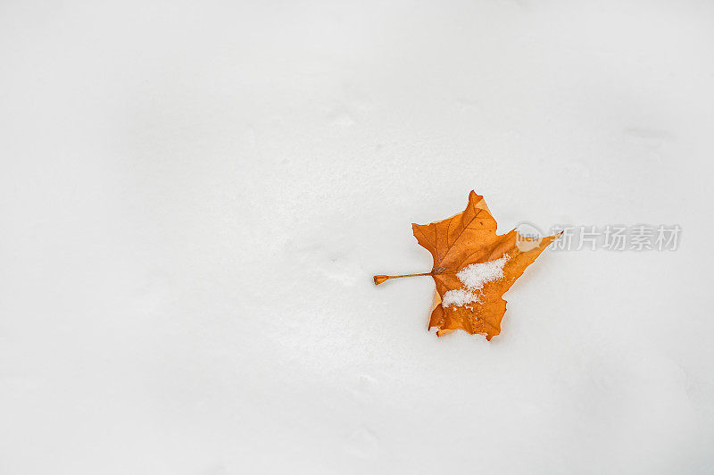 雪上的干叶子