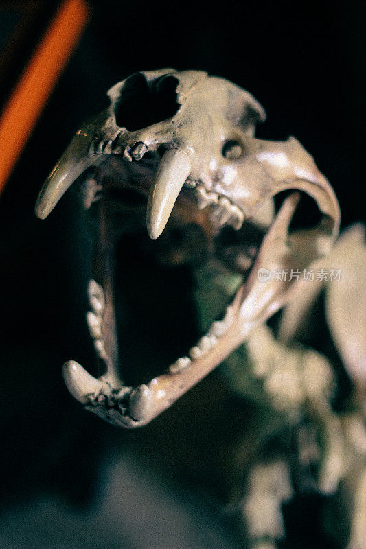 恐龙的头骨