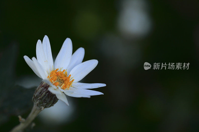 花卉植物雏菊银澳大利亚本土