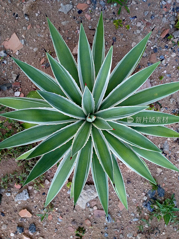 龙舌兰angustifolia植物