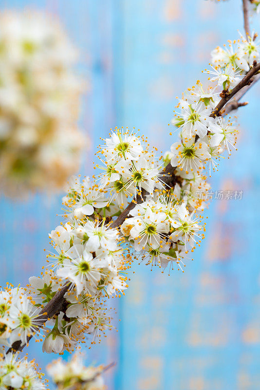 春天的花朵-黑刺李树在桌子上的玻璃