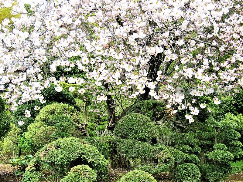 日本。4月。传统的日本花园正在开花。