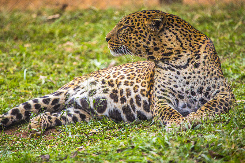 凝视孤儿院草地上的一只可爱的豹子。参观内罗毕重要的无保护或受伤动物孤儿院。肯尼亚