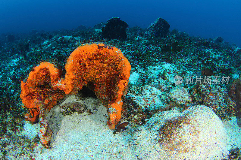 加勒比海珊瑚礁reefscape