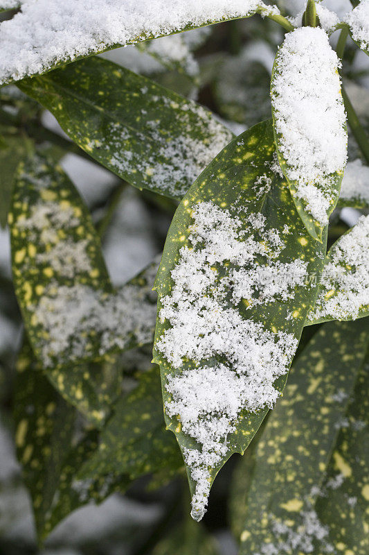 斑纹日本月桂树覆盖在雪