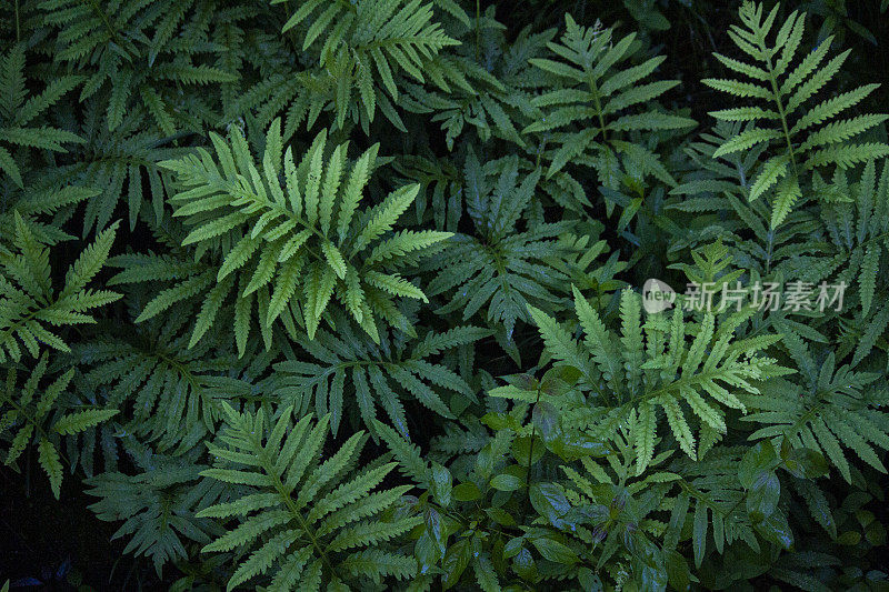 背景-自然-蕨类-全框架