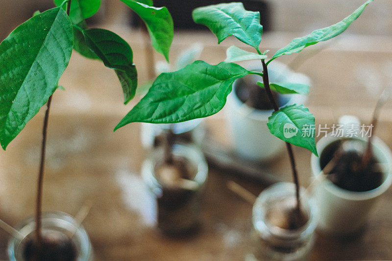 在家种植鳄梨