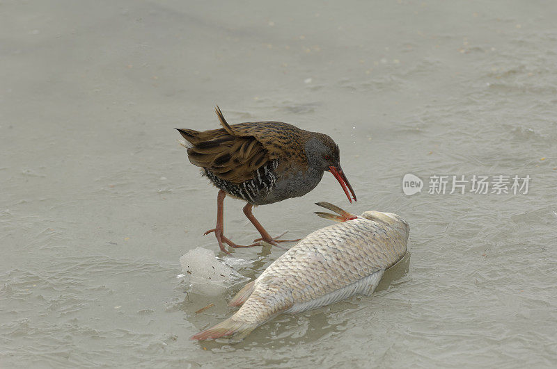 水栏杆吃死鱼