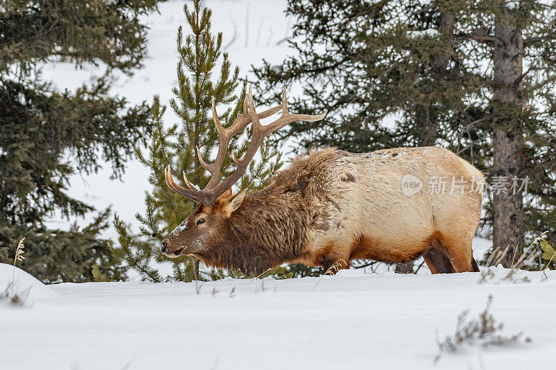 长着巨大鹿角的公麋鹿正在厚厚的雪地里寻找吃草的地方