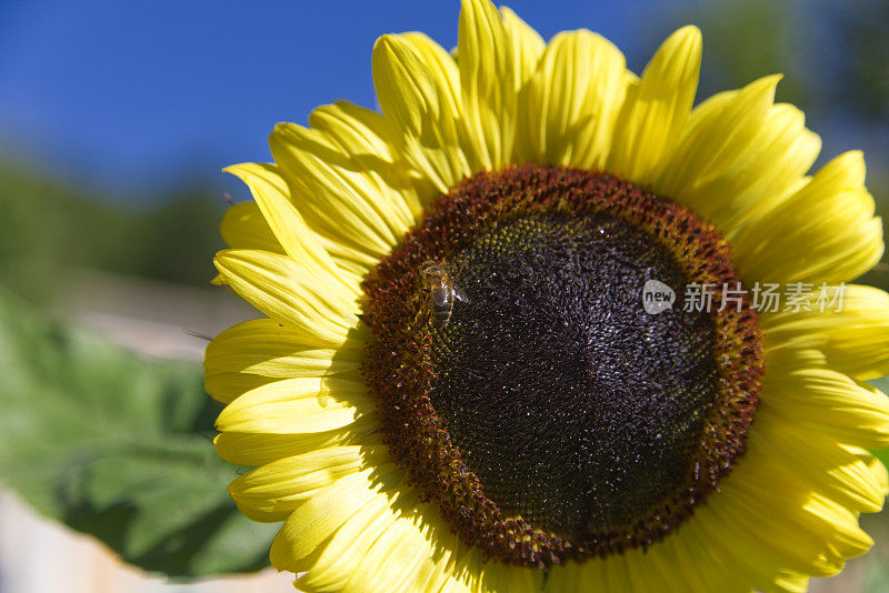 向日葵和蜜蜂