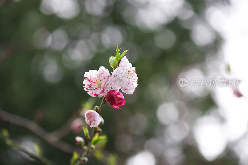 近景桃树花与浅景深的领域