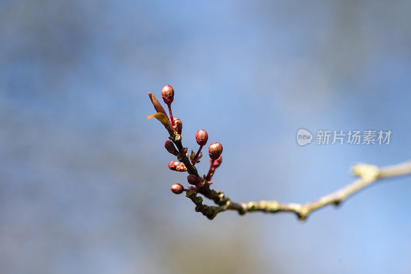 早春的樱花花蕾。