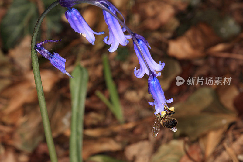 蓝铃花和蜜蜂。