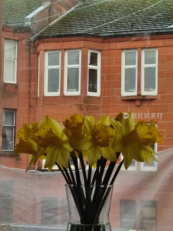 英国苏格兰格拉斯哥传统的冬季水仙花