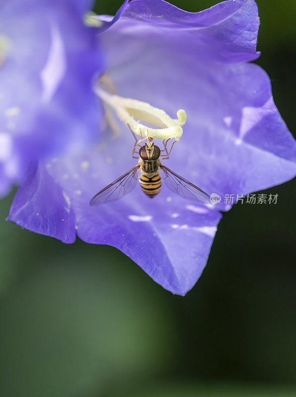 在风铃花上盘旋飞翔