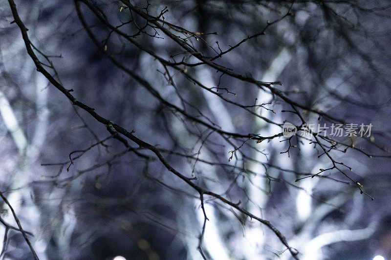 夜晚的树梢，树木，灯光