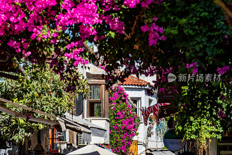 伊兹密尔阿拉帕拉塔伊的街道上装饰着九重葛花