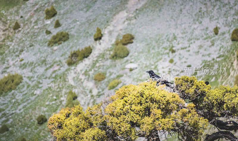 一只黑乌鸦坐在山上的一棵树上，在一个阳光明媚的日子，一只乌鸦