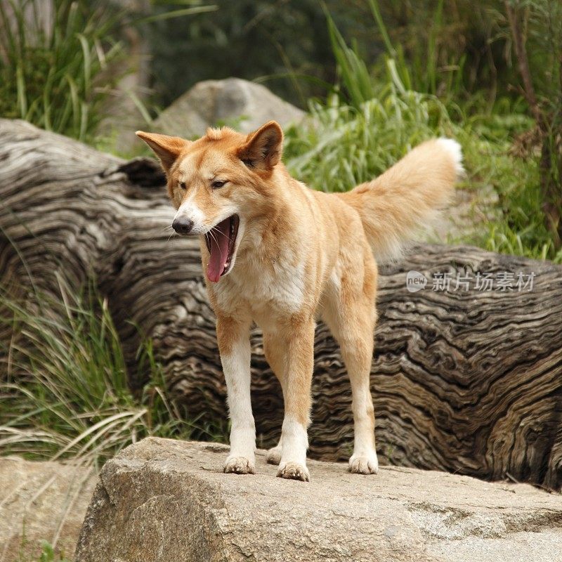 澳洲野犬