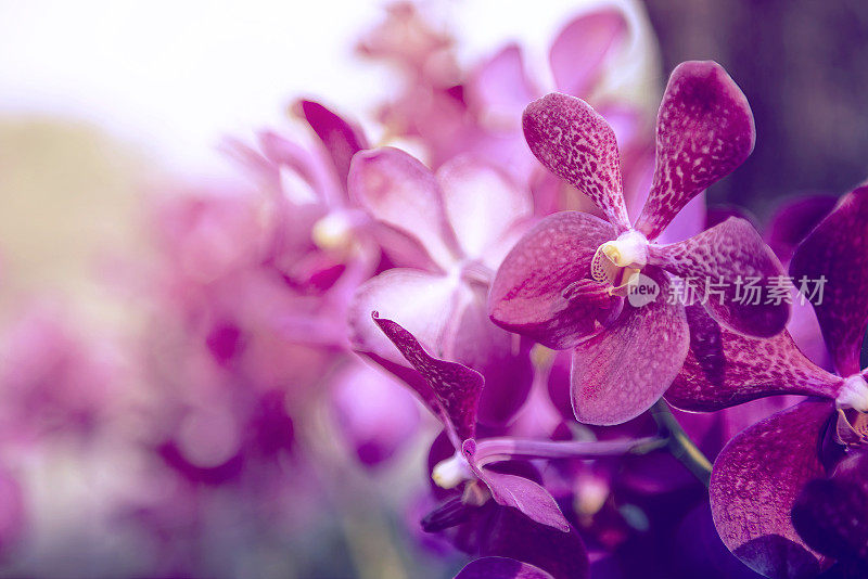 美丽的紫兰花花树。