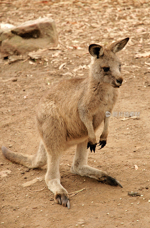 澳大利亚袋鼠宝宝