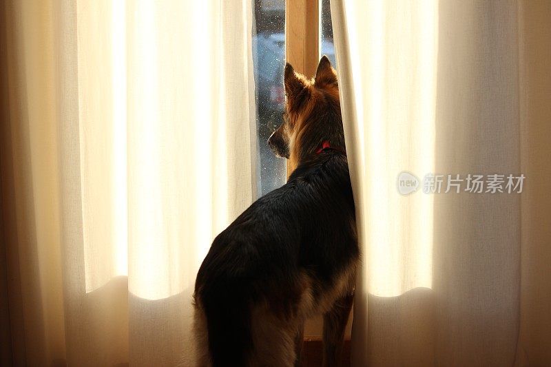 狗往窗外看