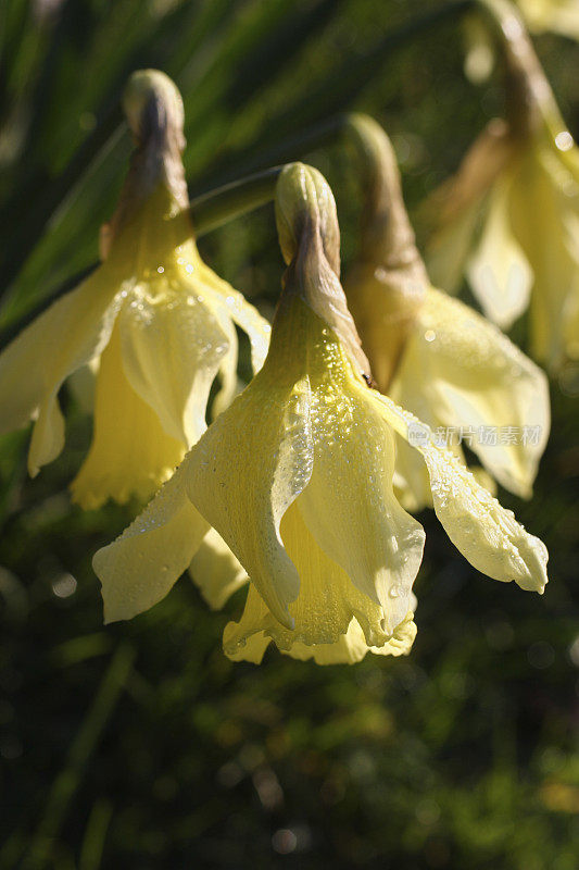 水仙花在早晨那么害羞――水仙花