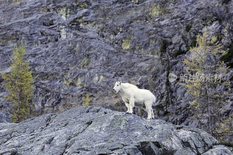 北喀斯喀特山脉的山羊