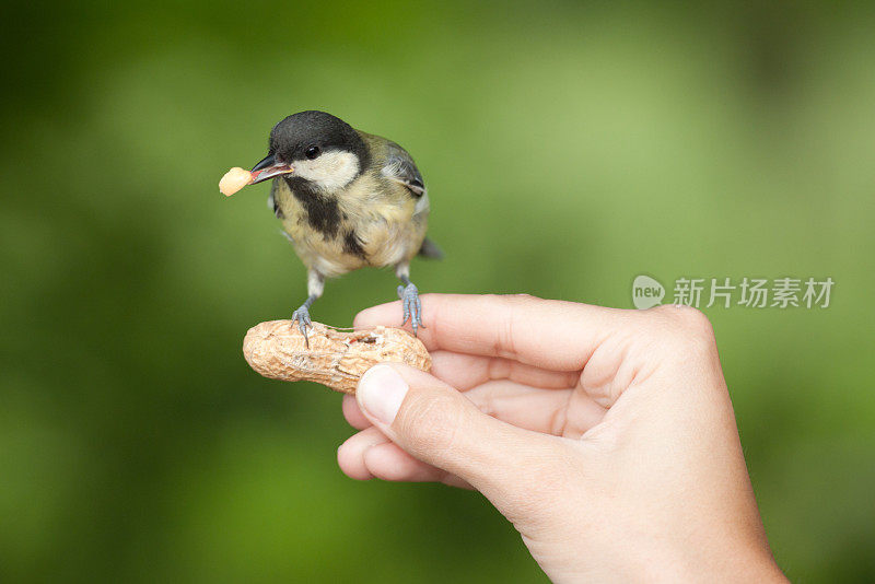 相信山雀吃坚果