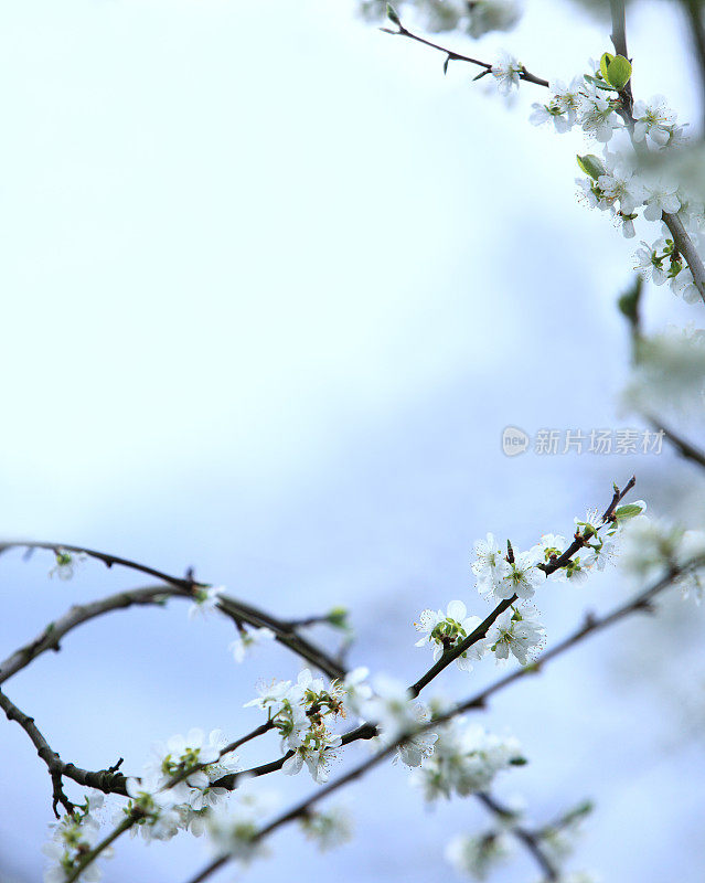 西洋梅花的花架