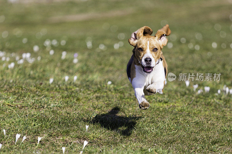 小猎犬跑