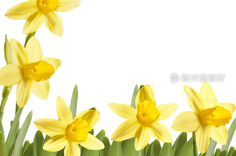明黄色的春水仙花架空仿空间