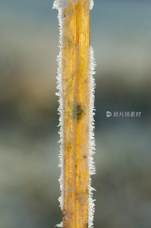 白霜芦苇