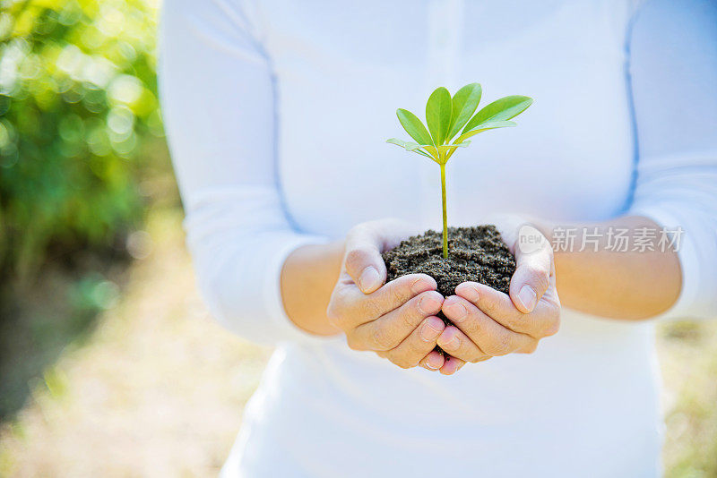 一株植物在女性手中