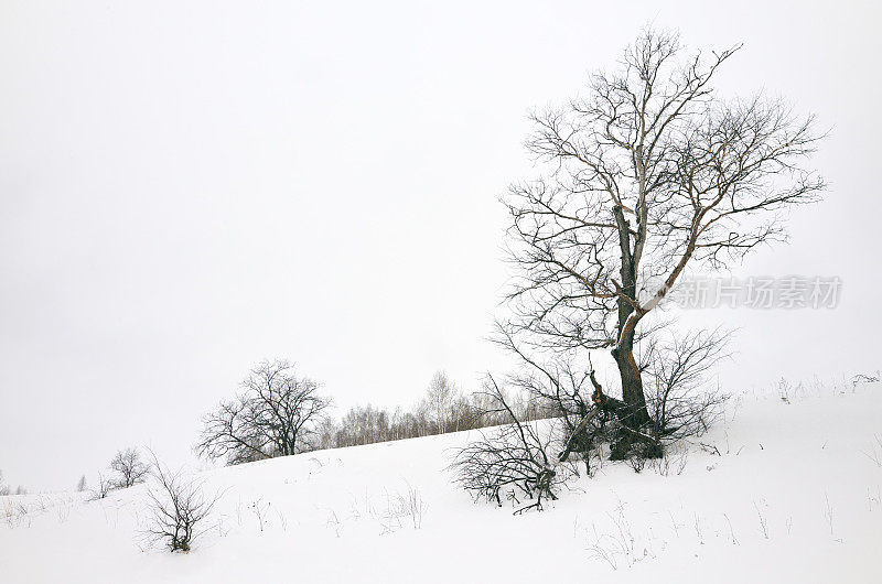 田野里冬天光秃秃的树