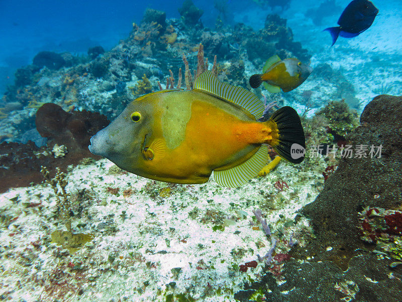 海洋生物和水下自然，马尔代夫的鹦鹉鱼