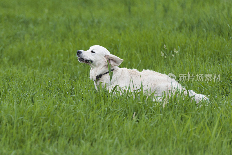 年轻的金毛猎犬